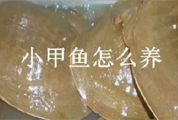 小甲鱼怎么养