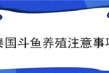 泰国斗鱼养殖注意事项