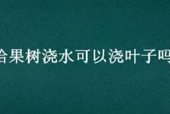 给果树浇水可以浇叶子吗