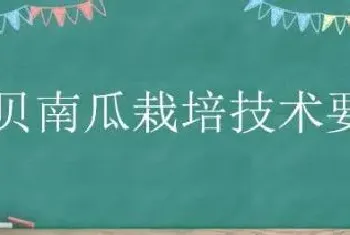 贝贝南瓜栽培技术要点