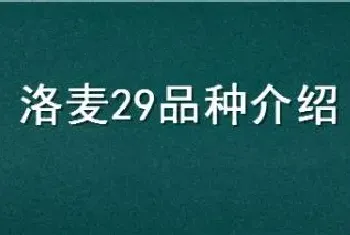 洛麦29品种介绍