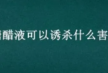 糖醋液可以诱杀什么害虫