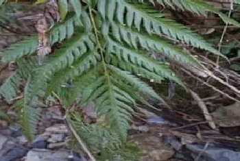 胎生狗脊是什么植物