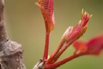 春芽树木什么时候剪枝