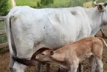 体型最大的肉牛品种