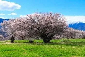 适合种在庭院的花树