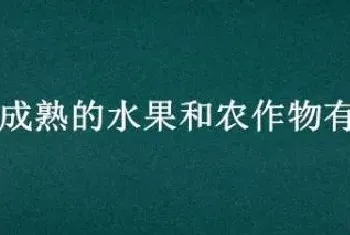 秋天成熟的水果和农作物有哪些