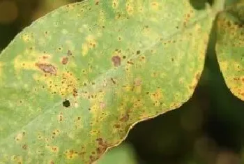 嘧菌酯不能和什么药配