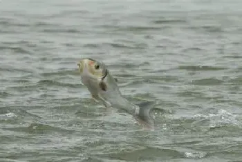 白鲢浮头能不能钓