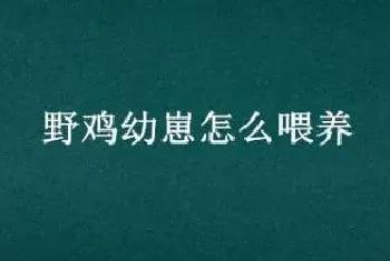 野鸡幼崽怎么喂养