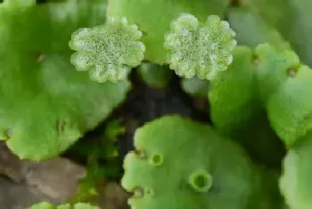 地钱是什么植物啊