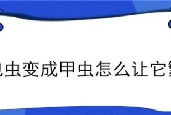 面包虫变成甲虫怎么让它繁殖