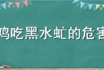 鸡吃黑水虻的危害