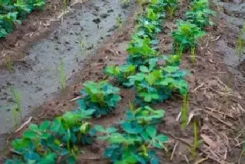 花生苗前除草剂有几种