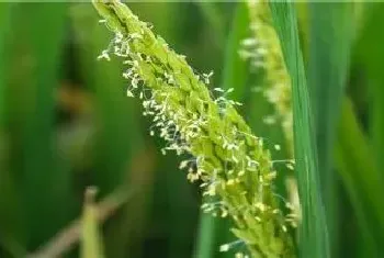 风媒花的特点