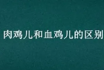 肉鸡儿和血鸡儿的区别