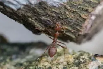 防治地下虫要注意什么