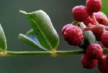 花椒蚜虫防治最佳农药