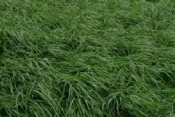 适合北方种植的牧草