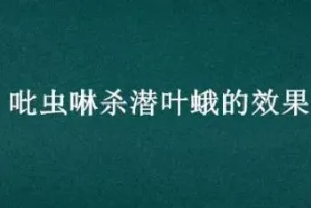 吡虫啉杀潜叶蛾的效果