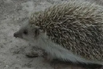 刺猬群居还是独居