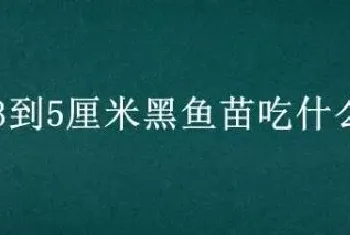 3到5厘米黑鱼苗吃什么