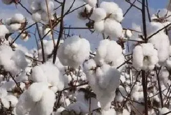 棉花从种植到收获过程