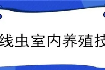 红线虫室内养殖技术