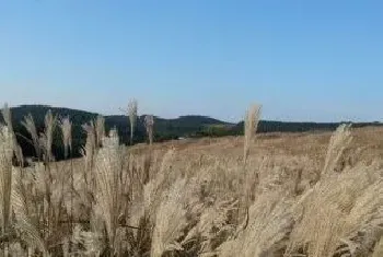 枯草芽孢杆菌不能混用