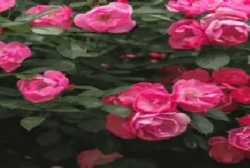 月季花什么时候嫁接