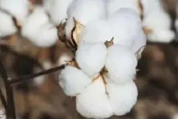 美国棉花种植时间美国棉花种植区分布特点及原因