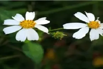 鬼针草靠什么传播种子