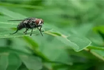 苍蝇怕什么植物