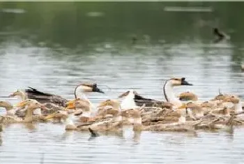 彩灯是什么鸭