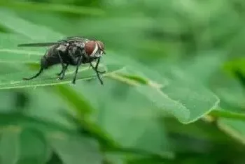 苍蝇蚊虫怕什么植物