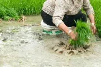 种田的顺序种地种什么利润大