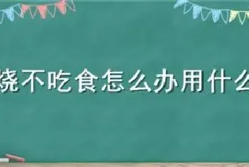 猪发烧不吃食怎么办用什么药