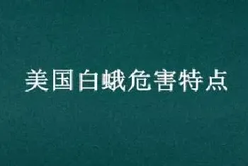 美国白蛾危害特点