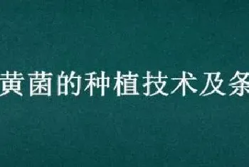 桑黄菌的种植技术及条件