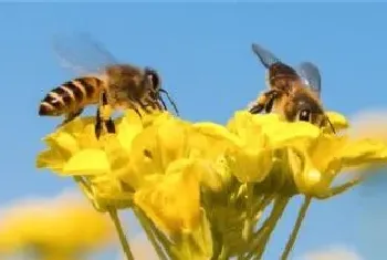 蜜蜂怕什么气味会出巢