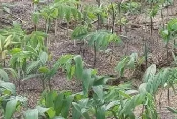 黄精地用什么除草剂