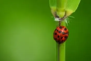 如何区分瓢虫是益虫还是害虫