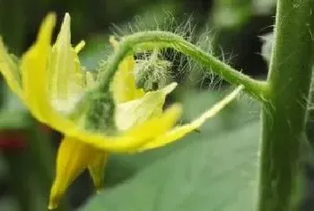 番茄点花药配方