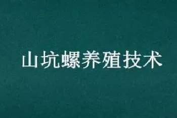 山坑螺养殖技术