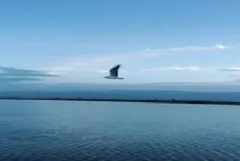 海鸟的习性