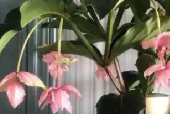 花卉宝莲灯的养护附种植方法