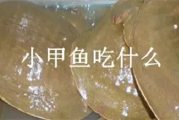 小甲鱼吃什么