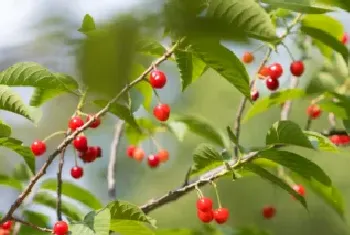 樱桃树的特点