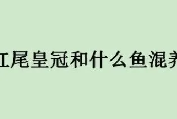 红尾皇冠和什么鱼混养