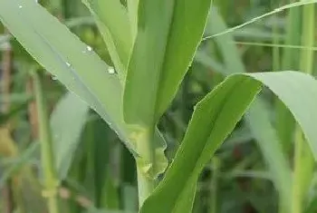 欧洲西部适宜牧草生长的有利条件是